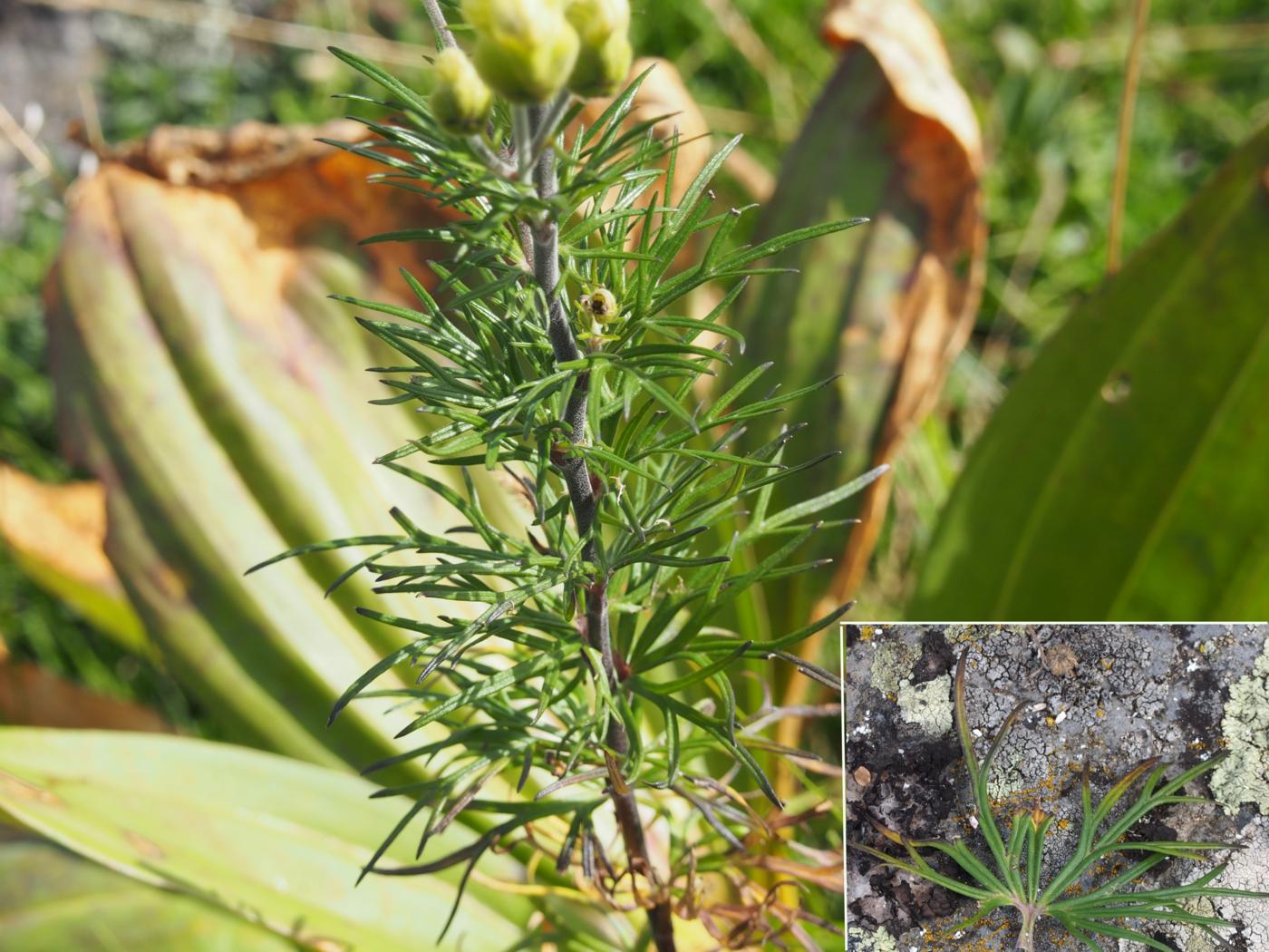 Wolfsbane, Healing leaf